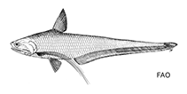 Image of Coilia ramcarati (Ramcarat grenadier anchovy)