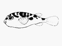 Image of Contusus richei (Prickly toadfish)