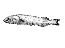 Image of Conocara salmoneum (Salmon smooth-head)