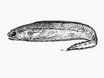 Image of Coloconger scholesi (Indo-Pacific shorttail conger)