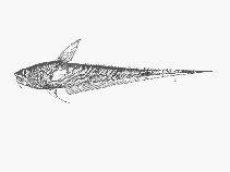 Image of Coryphaenoides striaturus (Striate whiptail)