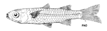 Image of Craterocephalus munroi (Munro\