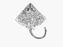 Image of Cruriraja parcomaculata (Roughnose legskate)