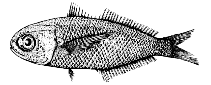 Image of Cubiceps macrolepis (Large-scale cigarfish)