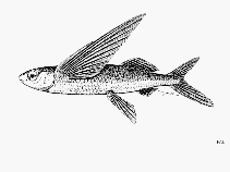 Image of Cypselurus angusticeps (Narrowhead flyingfish)