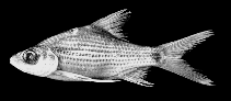 Image of Cyclocheilichthys apogon (Beardless barb)