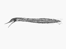 Image of Cyema atrum (Bobtail eel)