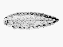 Image of Cynoglossus gilchristi (Ripplefin tonguesole)