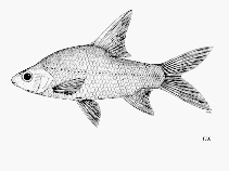 Image of Cyclocheilichthys lagleri 