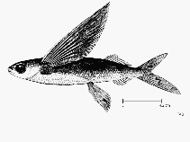 Image of Cypselurus naresii (Pharao flyingfish)