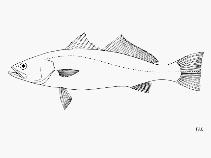 Image of Cynoscion parvipinnis (Shortfin weakfish)
