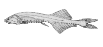 Image of Cyclothone pseudopallida (Slender bristlemouth)