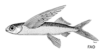 Image of Cypselurus simus (Short-nosed flyingfish)