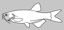 Image of Raiamas shariensis 