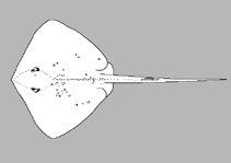 Image of Makararaja chindwinensis (Chindwin cowtail ray)