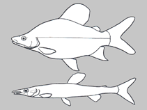 Image of Eugnathichthys macroterolepis 