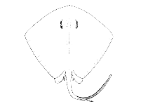Image of Hypanus americanus (Southern stingray)