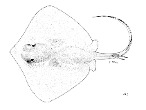 Image of Neotrygon annotata (Plain maskray)