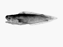 Image of Dannevigia tusca (Tusk)