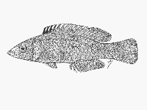 Image of Decodon grandisquamis (Largescale wrasse)