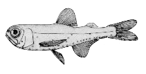 Image of Diogenichthys atlanticus (Longfin lanternfish)