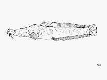 Image of Bathyclarias foveolatus 