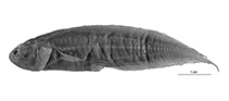 Image of Diancistrus fuscus (Dusky brotulid)