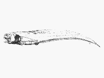 Image of Dicrolene pallidus 