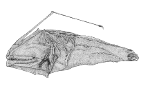 Image of Dolopichthys allector 