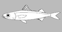 Image of Emmelichthys elongatus 