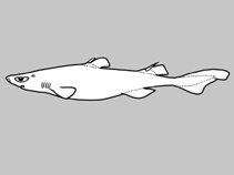 Image of Centroscyllium excelsum (Highfin dogfish)