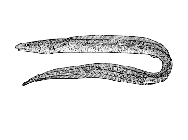 Image of Echelus pachyrhynchus 