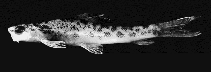 Image of Ellopostoma megalomycter 