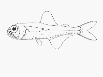 Image of Electrona paucirastra (Belted lanternfish)