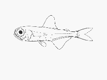 Image of Electrona subaspera (Rough lanternfish)