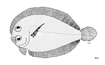 Image of Engyprosopon bellonaensis (Bellona flounder)