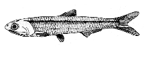 Image of Engraulis eurystole (Silver anchovy)