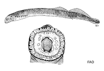 Image of Lampetra hubbsi (Kern brook lamprey)