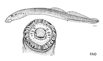 Image of Entosphenus lethophagus (Pit-Klamath brook lamprey)