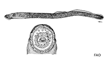 Image of Entosphenus minimus (Miller Lake lamprey)