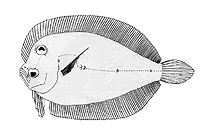 Image of Engyprosopon rostratum (Long snout flounder)