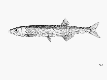 Image of Engraulicypris sardella (Lake Malawi sardine)