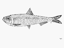 Image of Escualosa elongata (Slender white sardine)