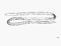 Image of Ethadophis byrnei (Ordinary eel)