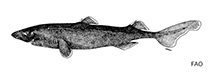 Image of Etmopterus litvinovi (Smalleye lantern shark)