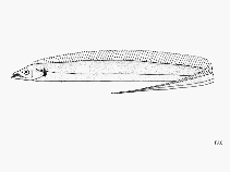 Image of Eupleurogrammus glossodon (Longtooth hairtail)