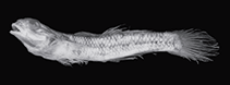 Image of Eugnathogobius indicus 