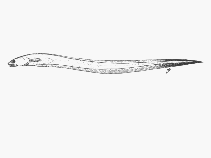 Image of Eurypleuron owasianum (Eel pearlfish)