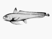 Image of Euclichthys polynemus (Eucla cod)