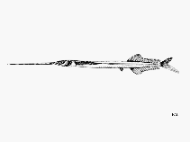 Image of Euleptorhamphus velox (Flying halfbeak)